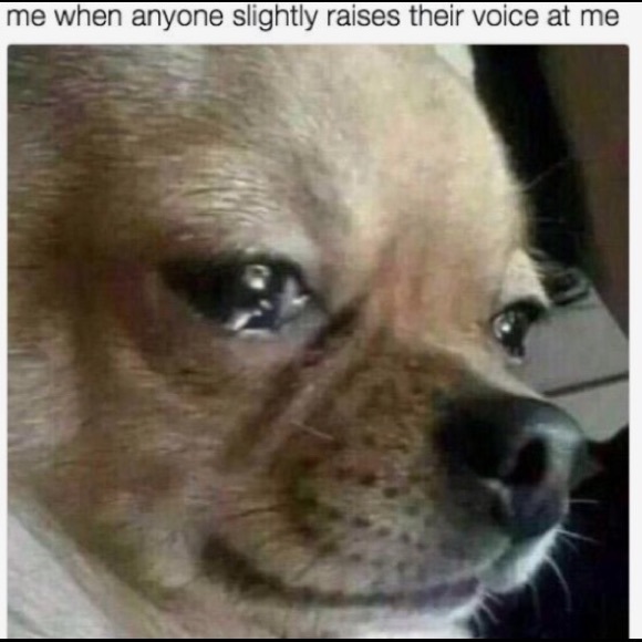 Meet your Posher, Annie - Picture 4 of 8